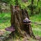 Stump tree polypore mushroom wild nature background