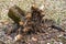 Stump of a tree uprooted from the ground