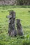 Stump of two birch trees on the lawn in the garden