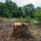 Stump of willow tree, sanitary deforestation.