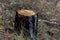 Stump of young pine tree, danger to environment