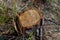 Stump of young pine tree, danger to environment