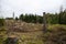 Stumps in a clear-cut forest