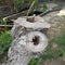 Stumps of a dead rotting tree with the central parts of the stumps missing