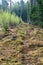 Stumps and lots of moss on the edge of the forest