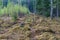 Stumps and lots of moss on the edge of the forest