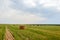 Stumps of straw on the field of mown wheat. Summer landscape at the time of harvesting cereals.