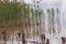 Stumps of trees in swamp. Pink water. Reeds on shore. Environment