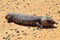 Stumpy tailed lizards (Tiliqua rugosa) abound in rural Australia