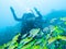 Stunned diver among a rapidly passing flock of blue-striped snapper fish at the bottom of the Indian Ocean