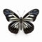 Stunning 3d Realism: Explore A Variety Of Zebra Longwing Butterflies On Transparent Background
