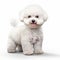 Stunning 3d White Bichon Frise On Clean Background