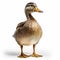 Stunning 8k National Geographic Photo: Majestic Duck In Stereotype Photography