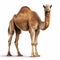 Stunning 8k Resolution Photo Of A Majestic Camel On A White Background
