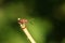 A stunning Acorn Weevil Curculio glandium perching on a plant.