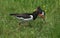 A stunning adult Oystercatcher Haematopus ostralegus and its baby in a grassy meadow.