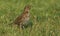 A stunning adult Song Thrush Turdus philomelos searching for food in the grass.