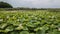 Stunning Aerial Drone Stock Photography of Flowering of lotuses on the lake near the road.