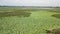 Stunning Aerial Drone Stock Photography of Flowering of lotuses on the lake near the road.