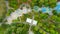 A stunning aerial shot of the park with lush green and autumn colored trees all over the park at Historic Fourth Ward Park