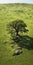 Stunning Aerial View Of A Lone Oak Tree In A Grassy Field