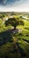 Stunning Aerial View Of Lone Oak Tree On Grassy Island