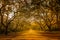 A stunning alley lined with old live oak trees