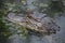 Stunning Alligator in the Bayou of Barataria Preserve