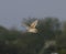 A stunning animal portrait of a Barn Owl in flight