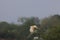 A stunning animal portrait of a Barn Owl in flight