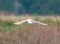 A stunning animal portrait of a Barn Owl in flight