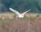 A stunning animal portrait of a Barn Owl in flight