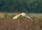 A stunning animal portrait of a Barn Owl in flight