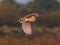 A stunning animal portrait of a Barn Owl in flight