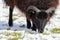 A stunning animal portrait of a black horned sheep eating in a snow covered field