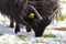 A stunning animal portrait of a black horned sheep eating in a snow covered field