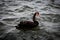A stunning animal portrait of a Black Swan