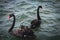 A stunning animal portrait of a Black Swan