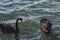 A stunning animal portrait of a Black Swan