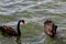 A stunning animal portrait of a Black Swan