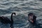 A stunning animal portrait of a Black Swan