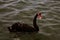 A stunning animal portrait of a Black Swan