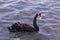 A stunning animal portrait of a Black Swan