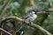 A stunning animal portrait of a Bluetit perched on a tree