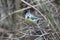 A stunning animal portrait of a Bluetit perched on a tree