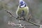 A stunning animal portrait of a Bluetit perched on a tree