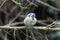 A stunning animal portrait of a Bluetit perched on a tree