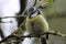 A stunning animal portrait of a Bluetit perched on a tree