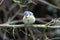 A stunning animal portrait of a Bluetit perched on a tree