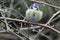 A stunning animal portrait of a Bluetit perched on a tree